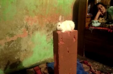 Cute rabbit video