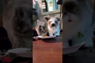 Bunny Buffet Too Cute!