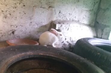 So cute rabbit