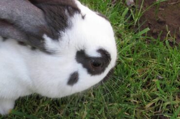 It's a bunny rabbit eating grass, as a bunny rabbit should ..