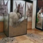 Rabbit house - खरगोश का घर - خرگوش کا گھر - khargosh ka ghar - rabbit - خرگوش - खरगोश - digger