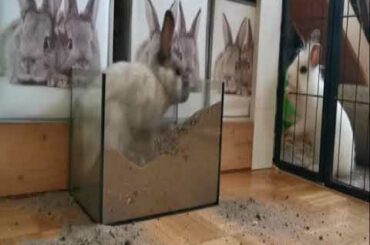 Rabbit house - खरगोश का घर - خرگوش کا گھر - khargosh ka ghar - rabbit - خرگوش - खरगोश - digger