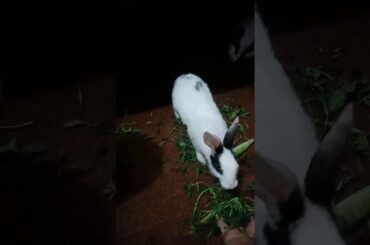 My cute Rabbits