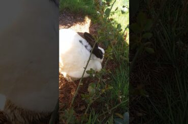 WE GOT A RABBIT 🐇