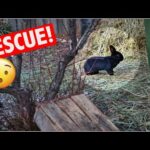 RESCUING A SCARED RABBIT LIVING IN A YARD!