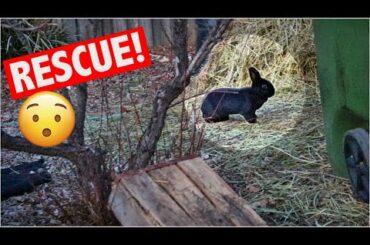 RESCUING A SCARED RABBIT LIVING IN A YARD!