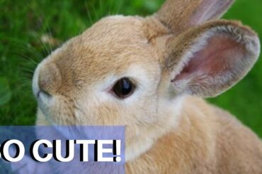 Cute Bunny Videos | 2020 | cute and funny pet videos compilation