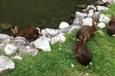Super CUTE!! Alpine brown rabbits SHY not around pond