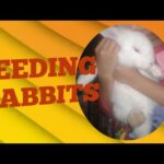 Feeding 1month Old White Rabbit