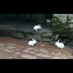 Cute bunnies run on the yard with friends😍😍😍❤️❤️