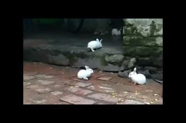 Cute bunnies run on the yard with friends😍😍😍❤️❤️