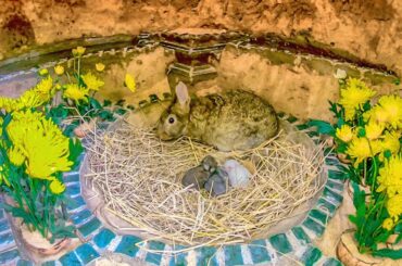 Build Secret Underground House Fro Newborn Rabbits Title And Mini Swimming Pool