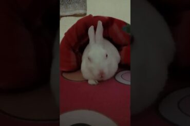 My cute rabbit and my lucky charm your name Charlie