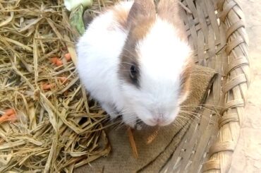 Cute 🐰 (bunny)🥰🥰