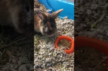 Try not to say aww!!!!!