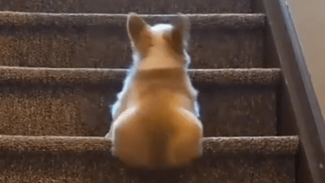 funny baby puppies