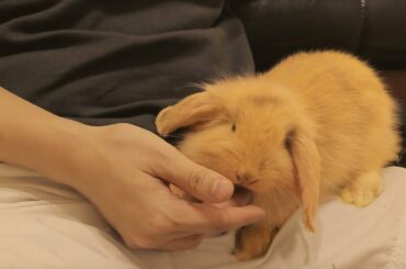 胖次成長日記 ⋅ᴥ⋅｜Bunny Rabbit Videos｜うさぎの動画