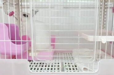 동물하품/하품하는토끼/귀여운/동물짤/Animal yawning / yawning rabbit / cute / animal