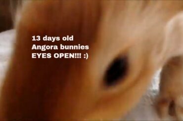 13 days old baby angora bunnies.  Eyes open and ears are starting to stand up. Out of nestbox.