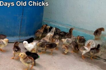 Baby Chickens - Day 17 || Baby Chicks Growth