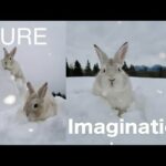 Pure Imagination : 2 Snow Bunnies Playing in The Snow