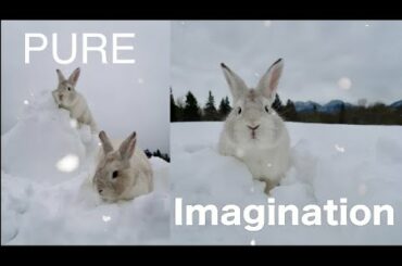 Pure Imagination : 2 Snow Bunnies Playing in The Snow