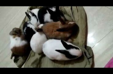 Baby rabbit playing at home
