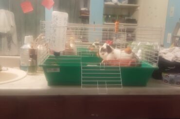 Bunny playing with carrot toy