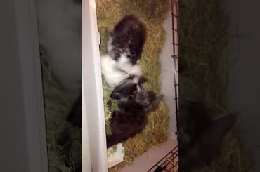 Baby cat and rabbit 🐰 playing together