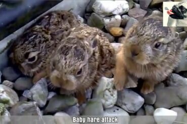 Cute Baby Bunny Videos Compilation | Funny Baby Rabbit Videos