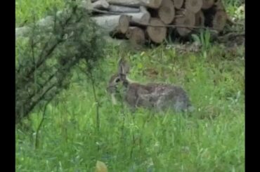 Cute rabbit found eating glass