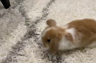 8 week old Holland Lop floppy eared bunny rabbits cute baby animals