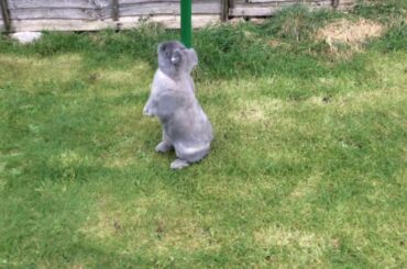 Funny Rabbit Binkies