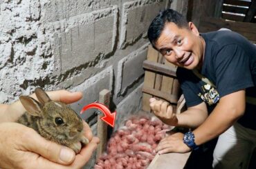 RABBIT FARMING│Raising & Breeding rabbits on ground!!  Is it Possible?