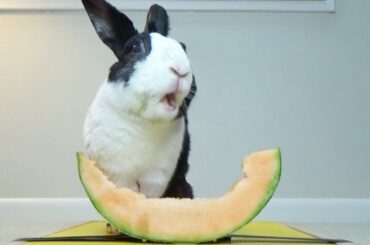 Rabbit Eating Melon ASMR