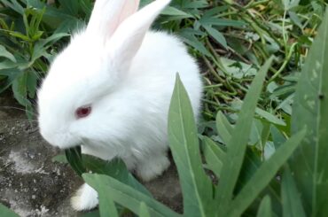 Cute baby Rabbits playing and eating