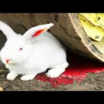 Crushing Crunchy EXPERIMENT Road Roller Car VS White Rabbit