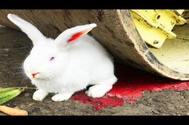 Crushing Crunchy EXPERIMENT Road Roller Car VS White Rabbit