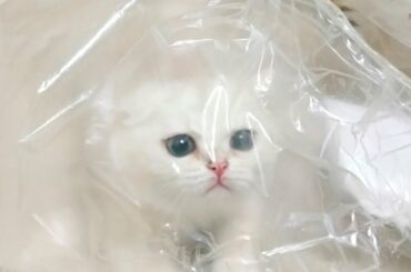 Kitten Coco helps open gifts from subscribers 😍