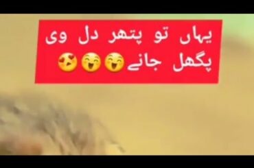 Honey bunny song || owsam song by little girl || cute kitten video