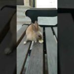 Little bunny eating banana