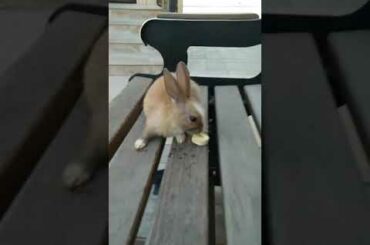 Little bunny eating banana