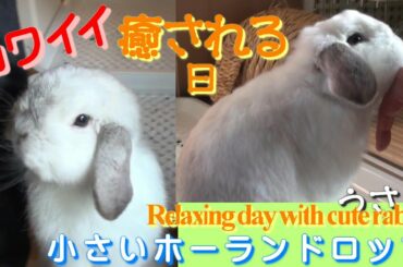 #42【かわいいウサギに癒される日】(Relaxing day with cute rabbit) ロップイヤー ホーランドロップ ウサギ Holland Lop Bunny