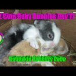 2 Cute Baby Bunnies Day 11 (DOB: Jan 30, 2020) - Bongskie Rabbitry Cebu - Bisdak Edition