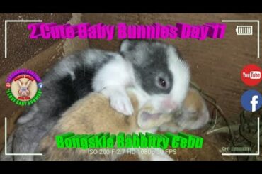 2 Cute Baby Bunnies Day 11 (DOB: Jan 30, 2020) - Bongskie Rabbitry Cebu - Bisdak Edition