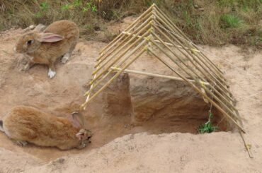 Fantastic Wild Rabbit Trap Using A Door Closed In To Deep Hole - Awesome Quick Wild Rabbit Trap