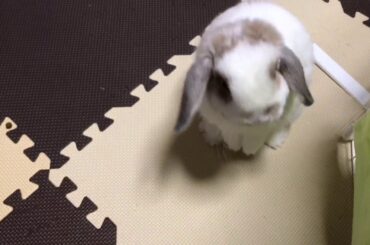 足だんしながら「ウーウー」なくうさぎ　ホーランドロップ うさぎ  Holland Lop  Rabbit  Child rabbit ＃229