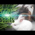 Funny Rabbits, Satisfying Bunny Videos