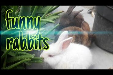 Funny Rabbits, Satisfying Bunny Videos