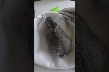 Cute baby rabbit
